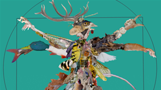 We Are Dead Animals - SEE NL